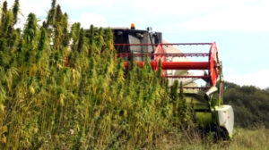 All industrial hemp must be tested to assure low levels of THC.