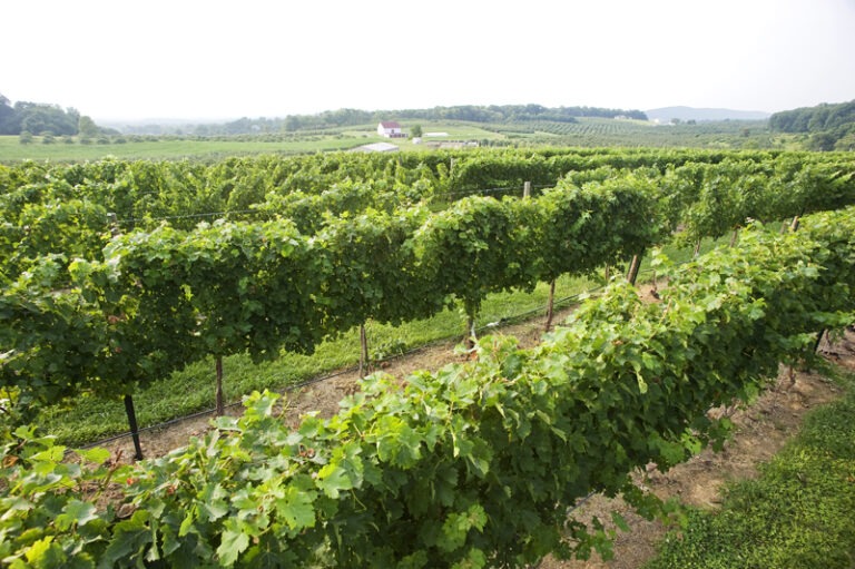 Tech Awarded $3.8 Million to Stimulate Eastern Wine Industry