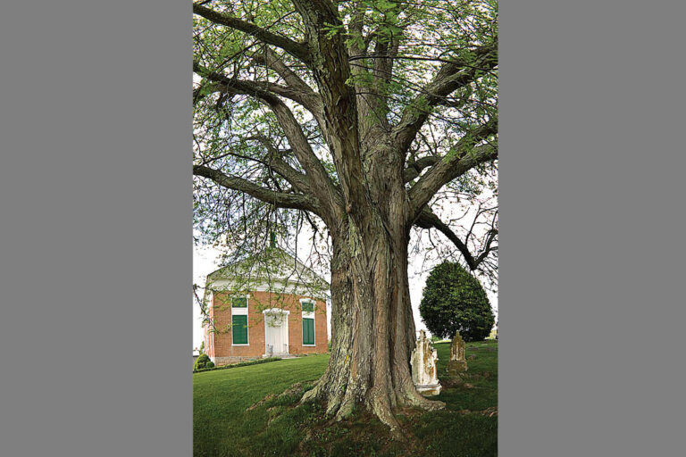 Virginia Ranks Fourth on Nation’s Big Tree List