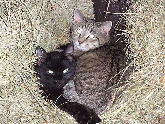 Barn Cats Get Second Chance At Life