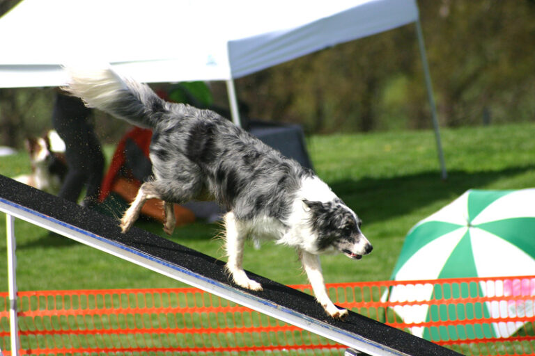 Agility Dogs Put Best Paw Forward In Yearly Show