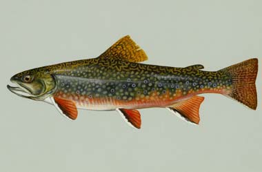 Watersheds Rely on EPA and Local Groups  Like Trout Unlimited to Keep on Fishin’