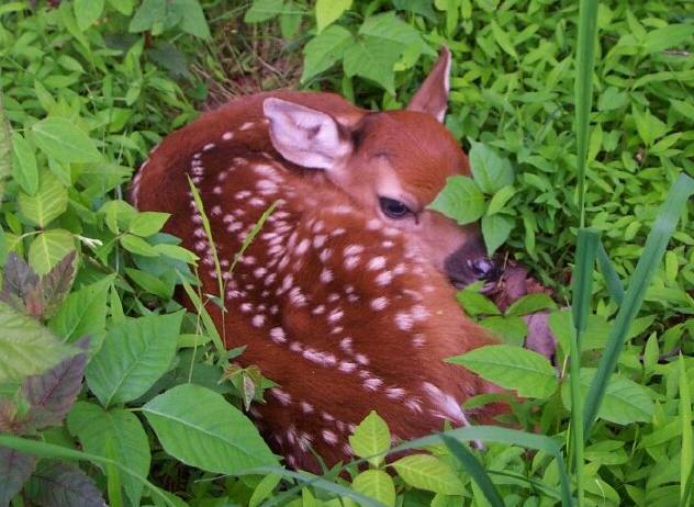 If You Find a Fawn, Leave it Alone