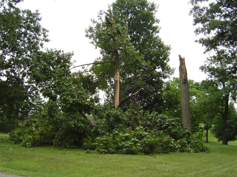 Trees Can Be Protected From Summer Storm Damage