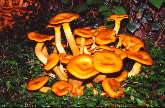 Fall’s Surprising Gift: Mushrooms