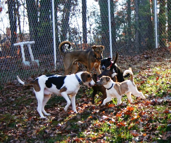 Animal “Play Groups” Make for Better Adoptions and Health