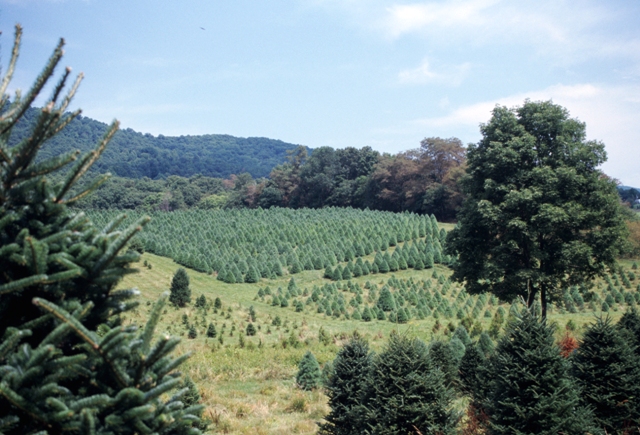 Top Ten Reasons To Select A Virginia Grown Christmas Tree This Year