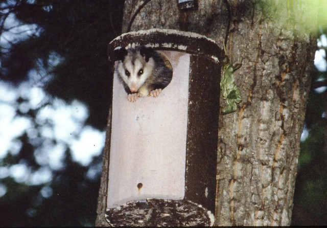 Ask The Nature Lady – The Virginia Opossum
