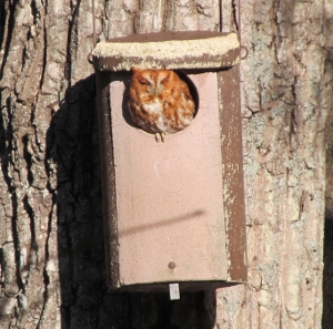 Eastern Screech Owl adults love to perch in the entrance hole of a wildlife box.  
