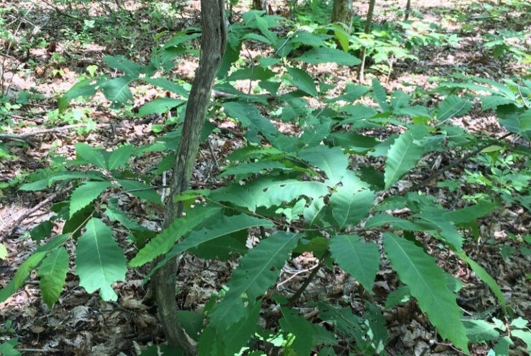 Tech Scientists Work to Restore American Chestnut to North American Forests