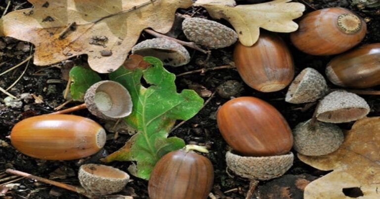VDOF Seeks Acorns / Nuts from Virginia Landowners