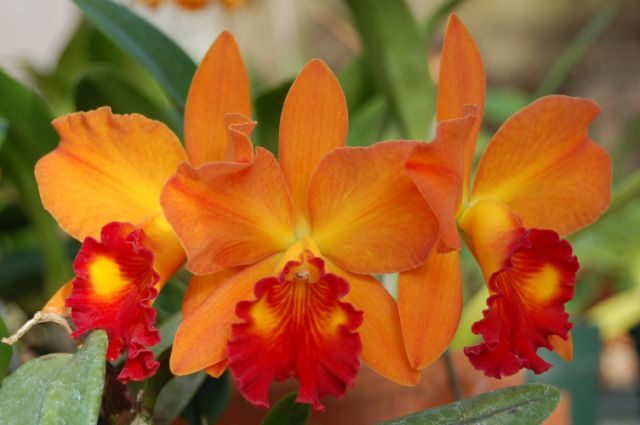 Blue Ridge Orchid Society to Present Fall Show
