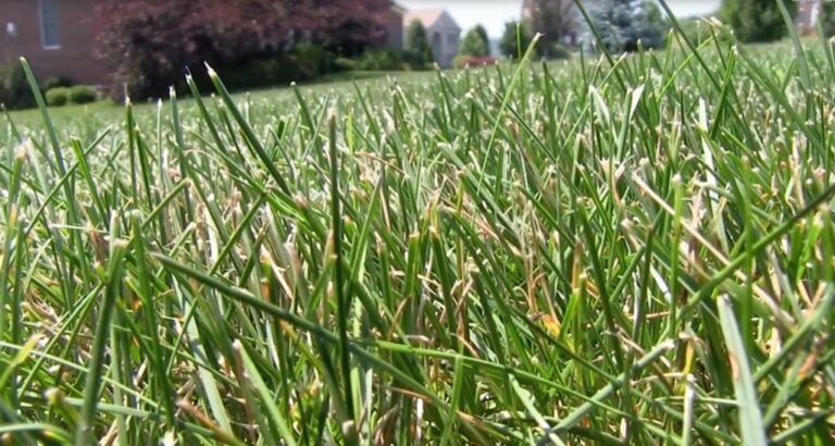 Experts Offer Fall Maintenance Tips for Drought-stricken Lawns