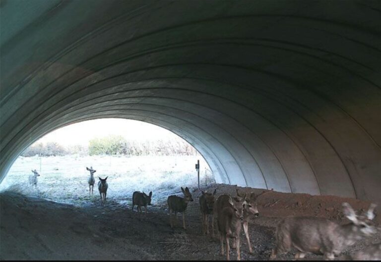 Bill To Manage Wildlife Collision Rate Passes General