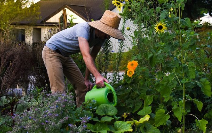 Heat and Dry Weather Pose Problems For Landscape Plants - The Roanoke ...
