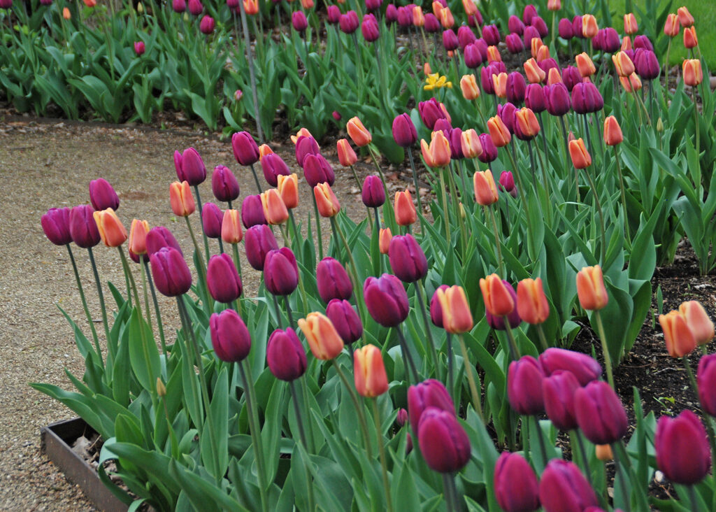 MELINDA MYERS: Care for Spring Flowering Bulbs - The Roanoke Star News