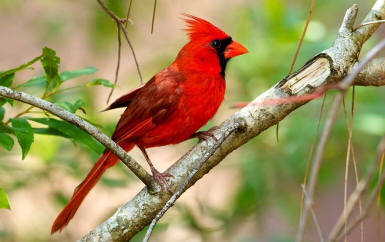 will a cardinal land on a human will a cardinal land on a human