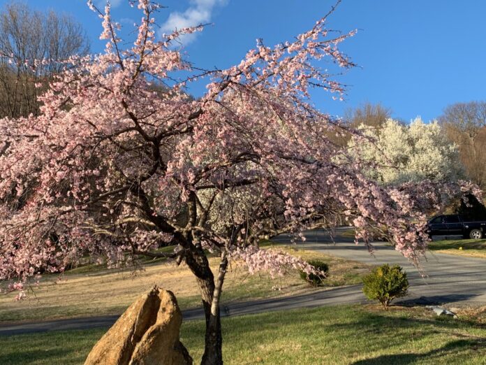Flowering Trees on 1st Day of Spring, Vinton, VA
