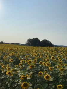The Sunflower Festival at Beaver Dam Farm near Buchanan is quickly growing in popularity