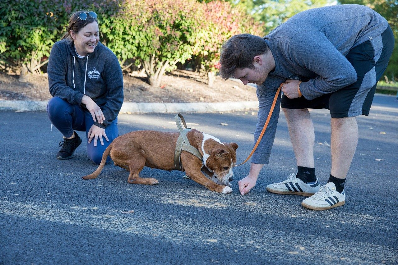 Animal Behavior Course Helps Students Discern What Dogs Tell Us Without  Words - The Roanoke Star News