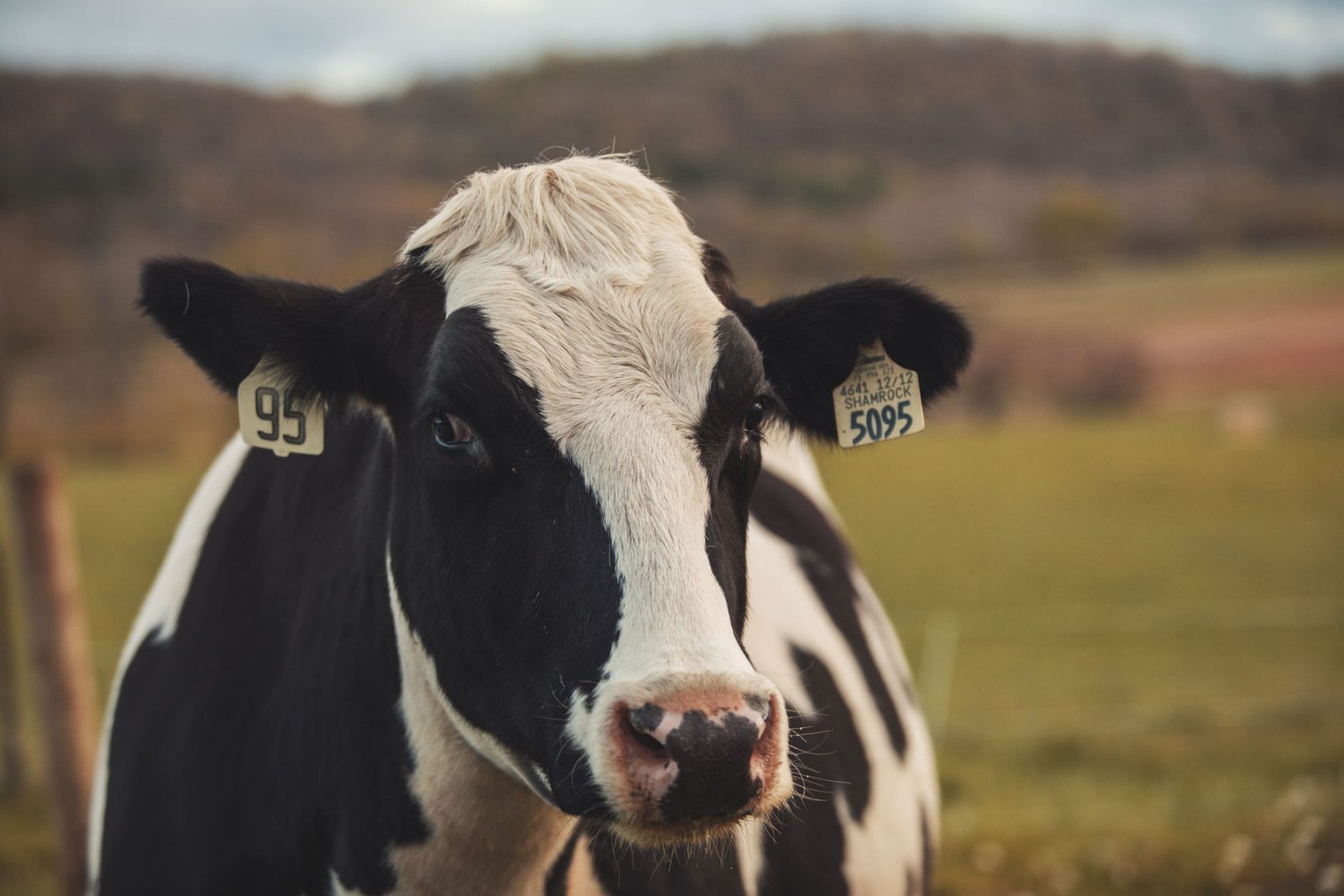 VA Tech/VMI cyber scientists protect Virginia’s dairy farms, address labor shortages