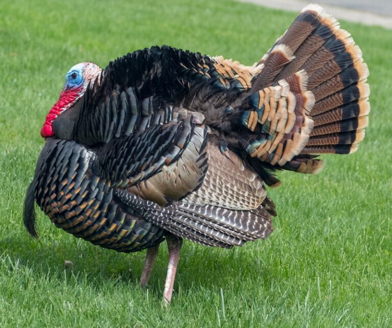 MIKE KEELER: Some Surprising History Behind America’s Thanksgiving Bird