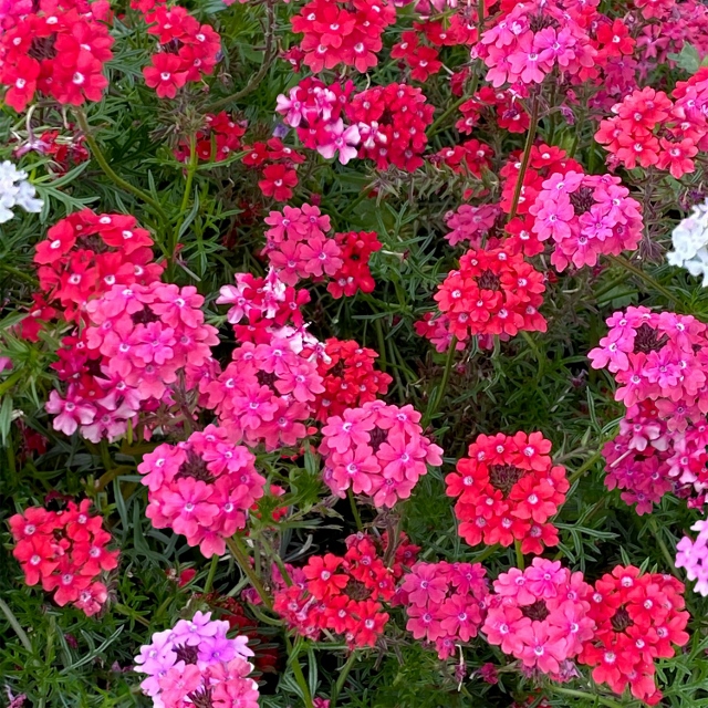 MELINDA MYERS: 2024 Winning Flowers for Your Garden and Containers