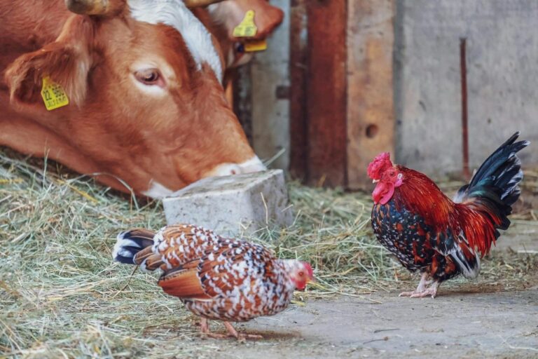 Veterinary Experts Provide Update on Highly Pathogenic Avian Influenza Outbreak