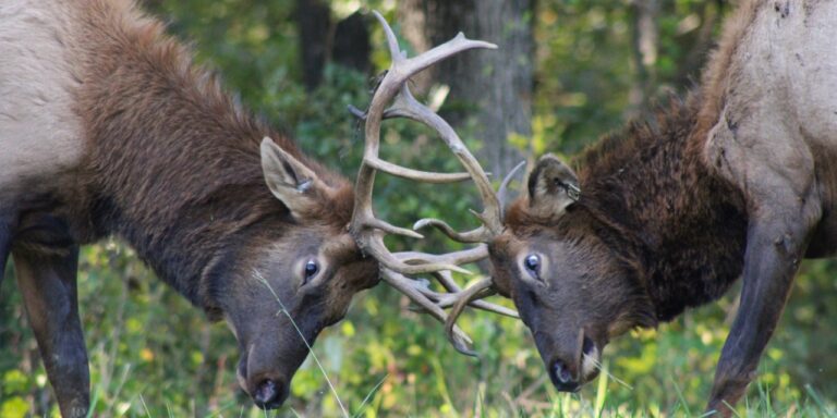 Forest Service / Partners Release Elk From Kentucky Into West Virginia