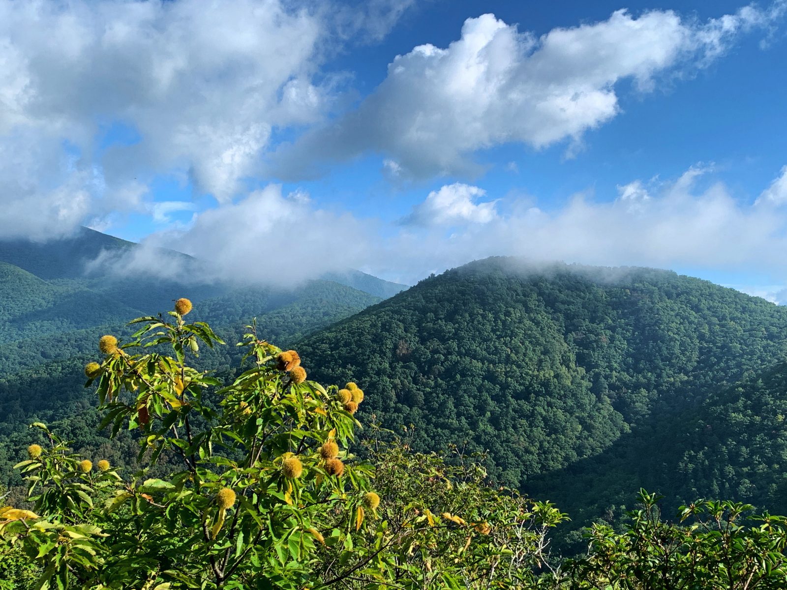 VA Tech Genome Study Informs Restoration of American Chestnut Tree